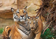 Tiger Hill, Xiangjiang Safari Park